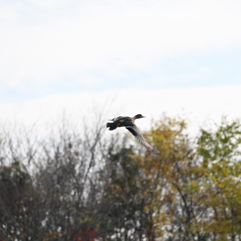 DSC_0315.jpg20201208