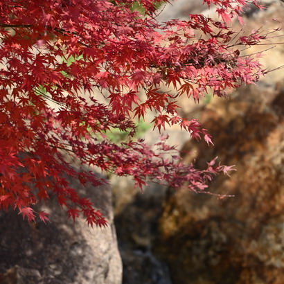 DSC_0331.jpg20201208