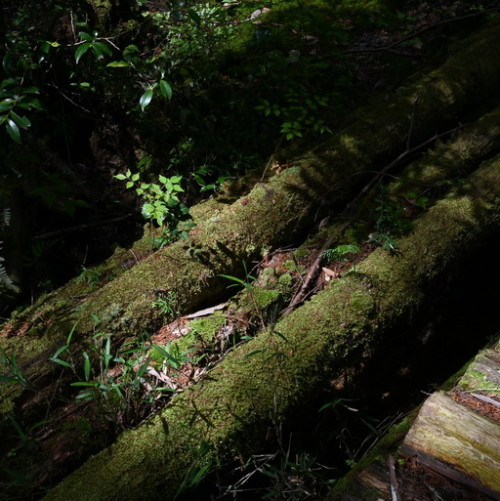 DSC_1445.jpg20210505