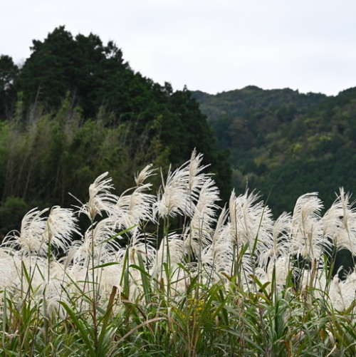 DSC_1795.jpg20211022