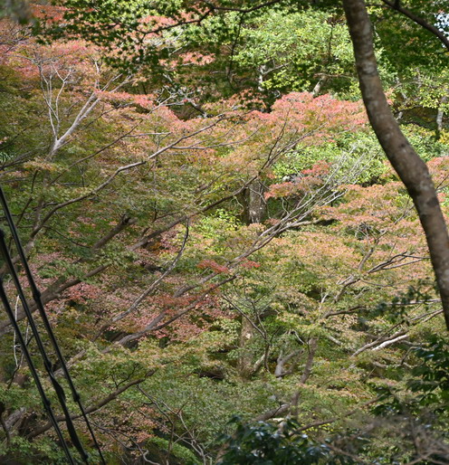 DSC_6484.jpg20241126